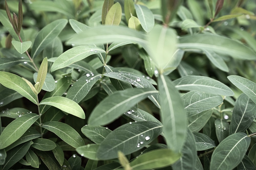 un arbusto con muchas hojas verdes y gotas de agua