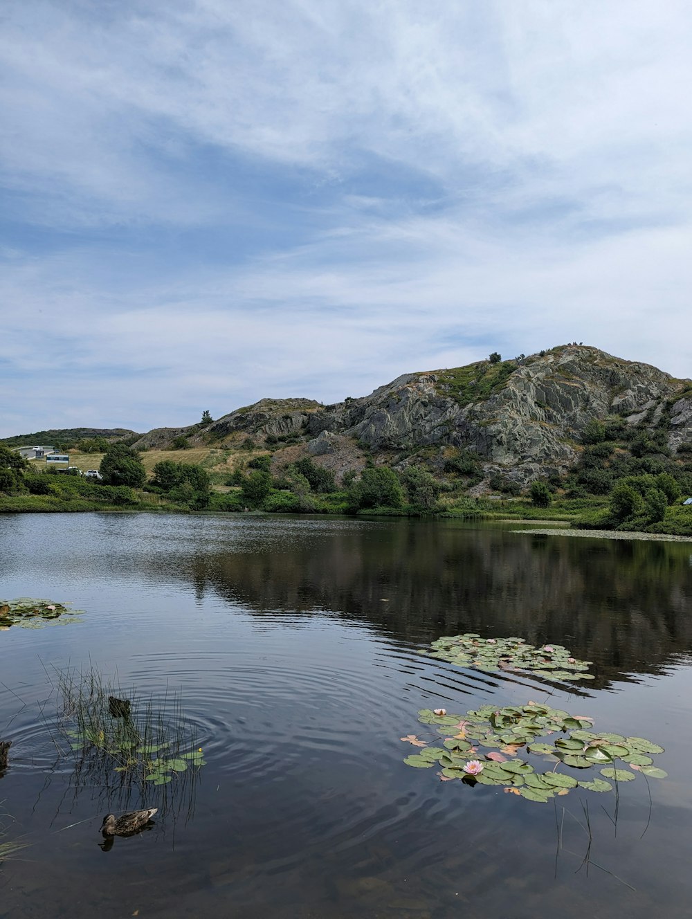 a lake with lily pads and mountains in the background