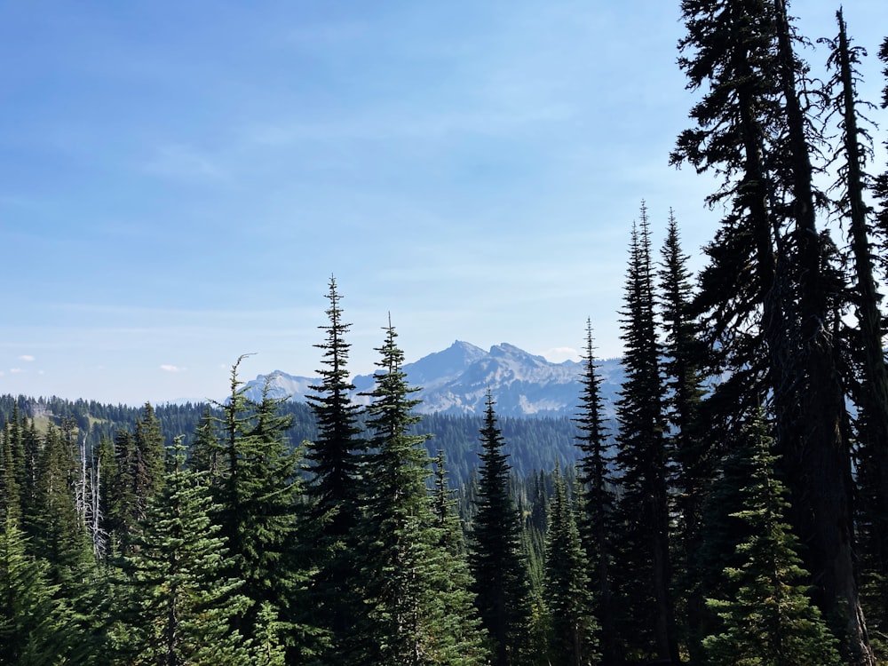 a view of a mountain range with trees in the foreground