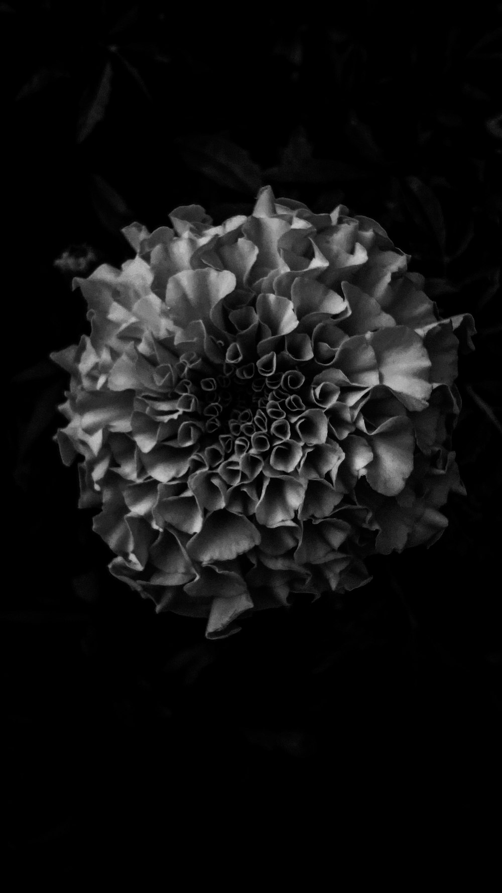 a black and white photo of a flower