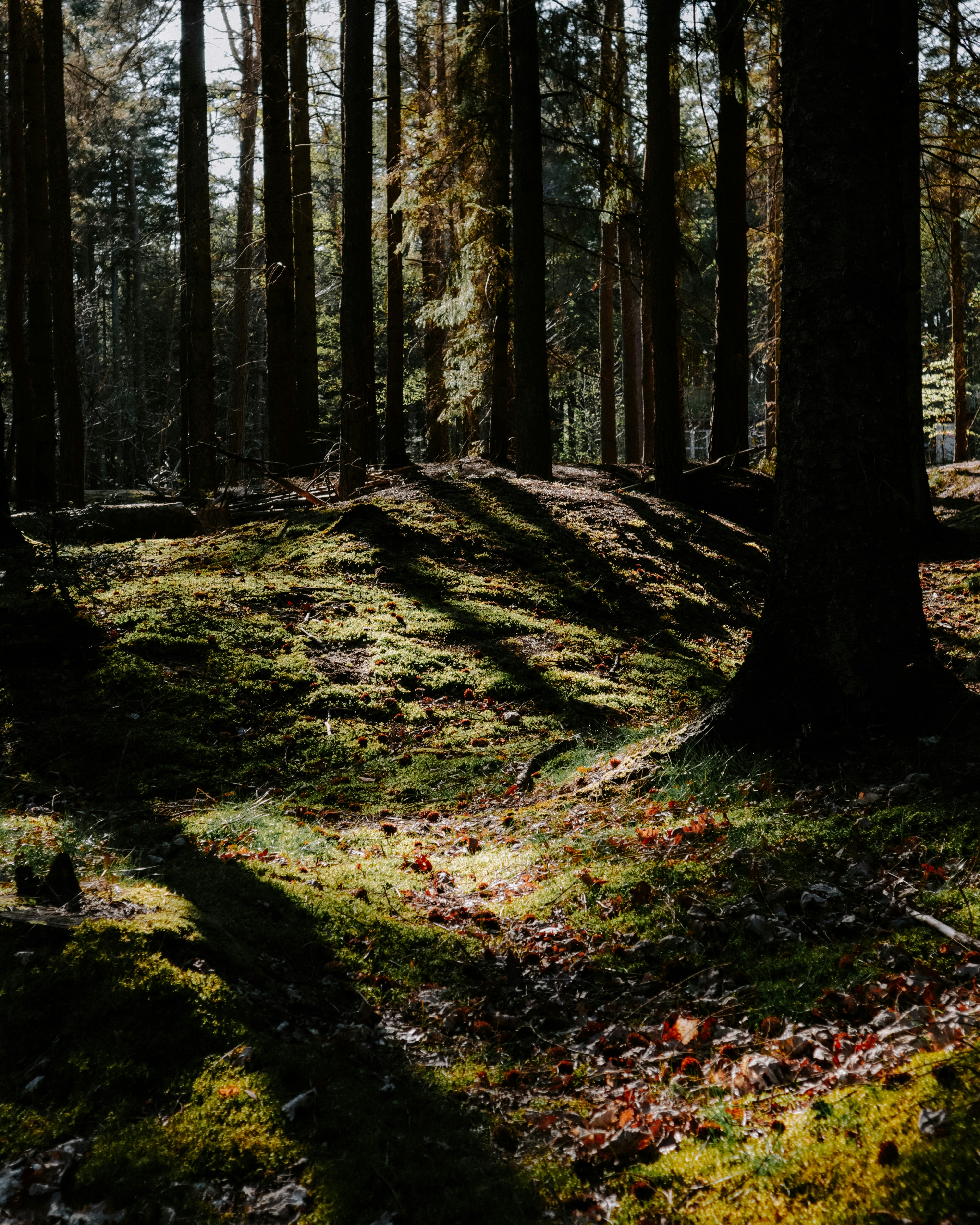 Deep woods forest, ilustrasi artikel Conquer the Bugs: The Ultimate Guide to Deep Woods Mosquito Repellents 6