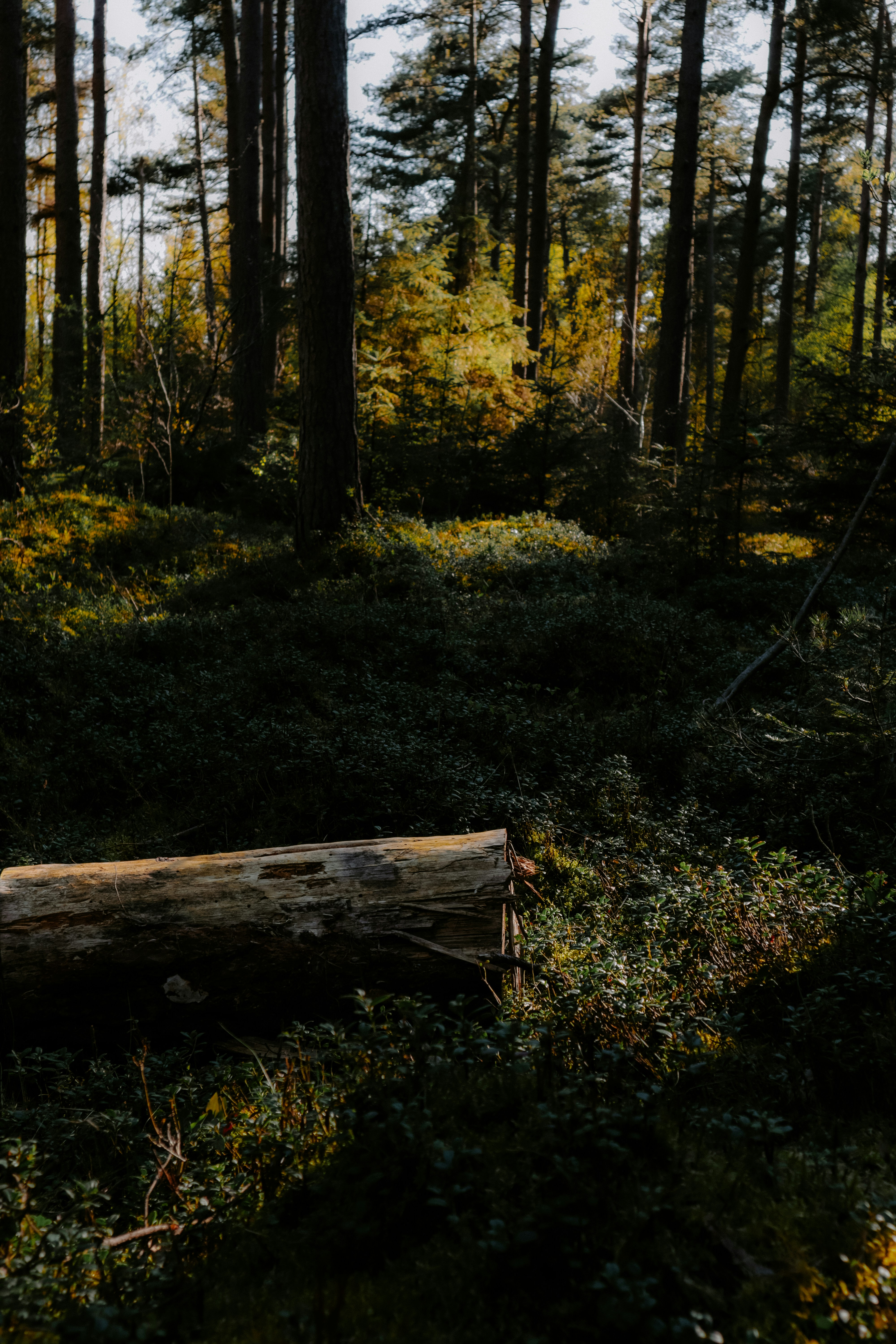 Deep woods forest, ilustrasi artikel Conquer the Bugs: The Ultimate Guide to Deep Woods Mosquito Repellents 7