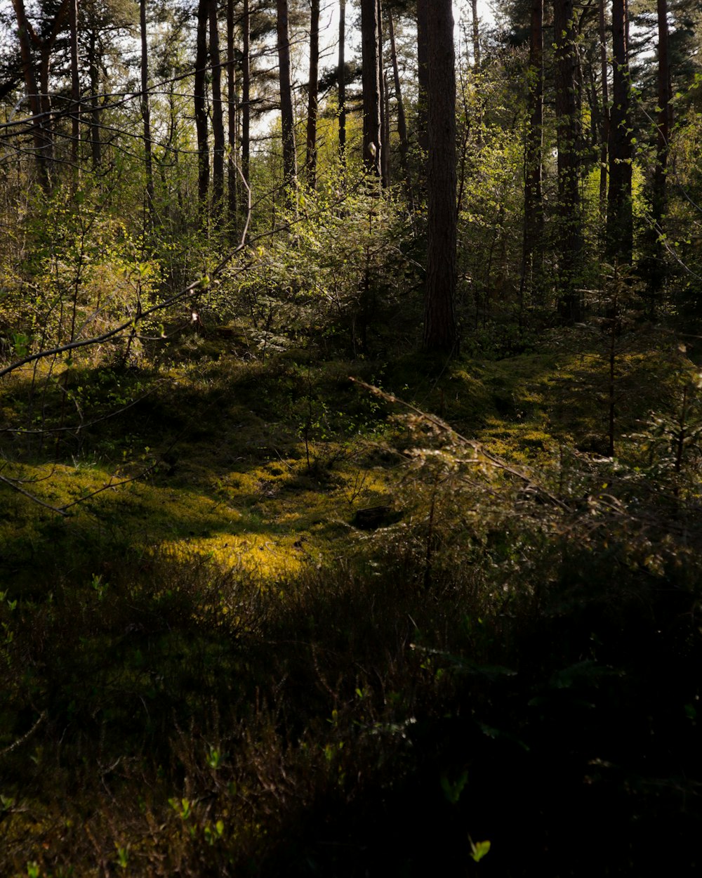 the sun shines through the trees in the forest