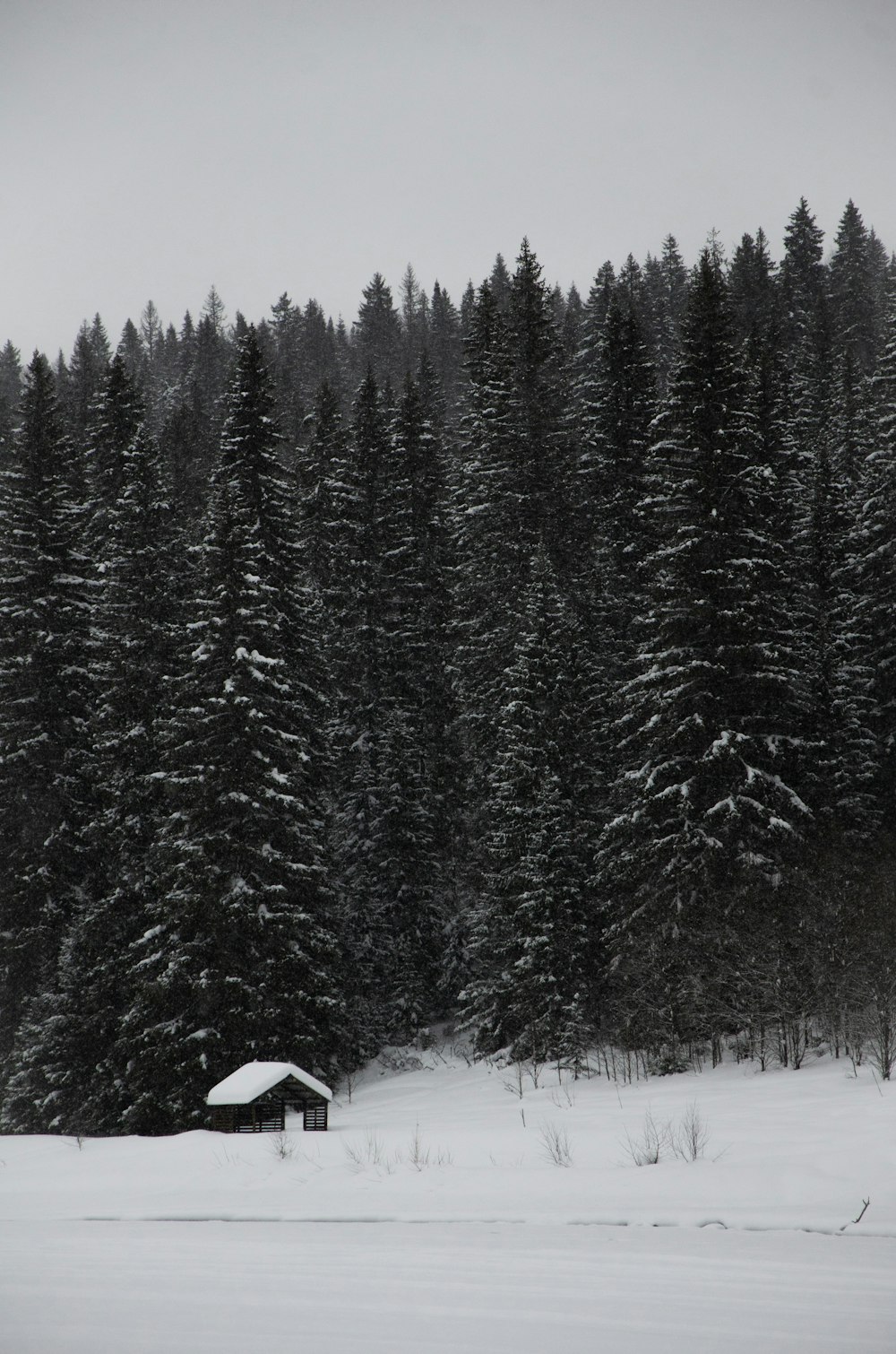 a cabin in the middle of a snowy forest