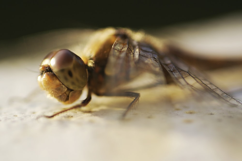 a close up of a fly on a table