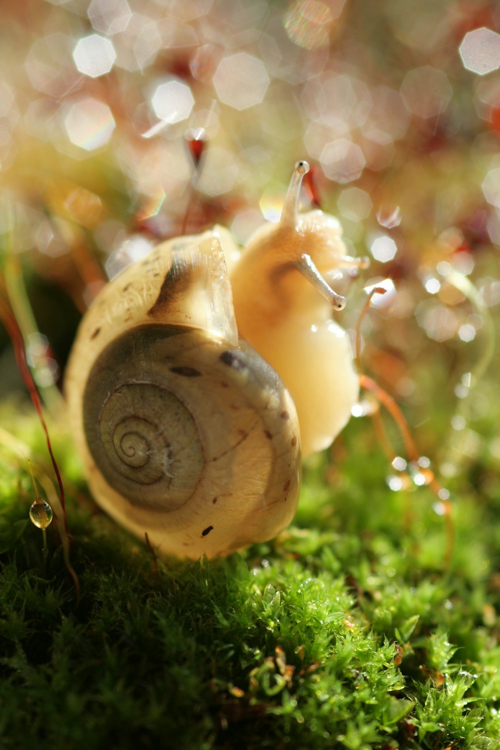 a close up of a snail on a mossy surface