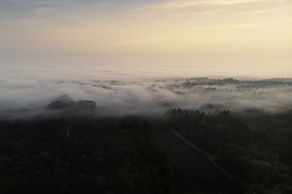 Una vista di una foresta nebbiosa da una vista a volo d'uccello