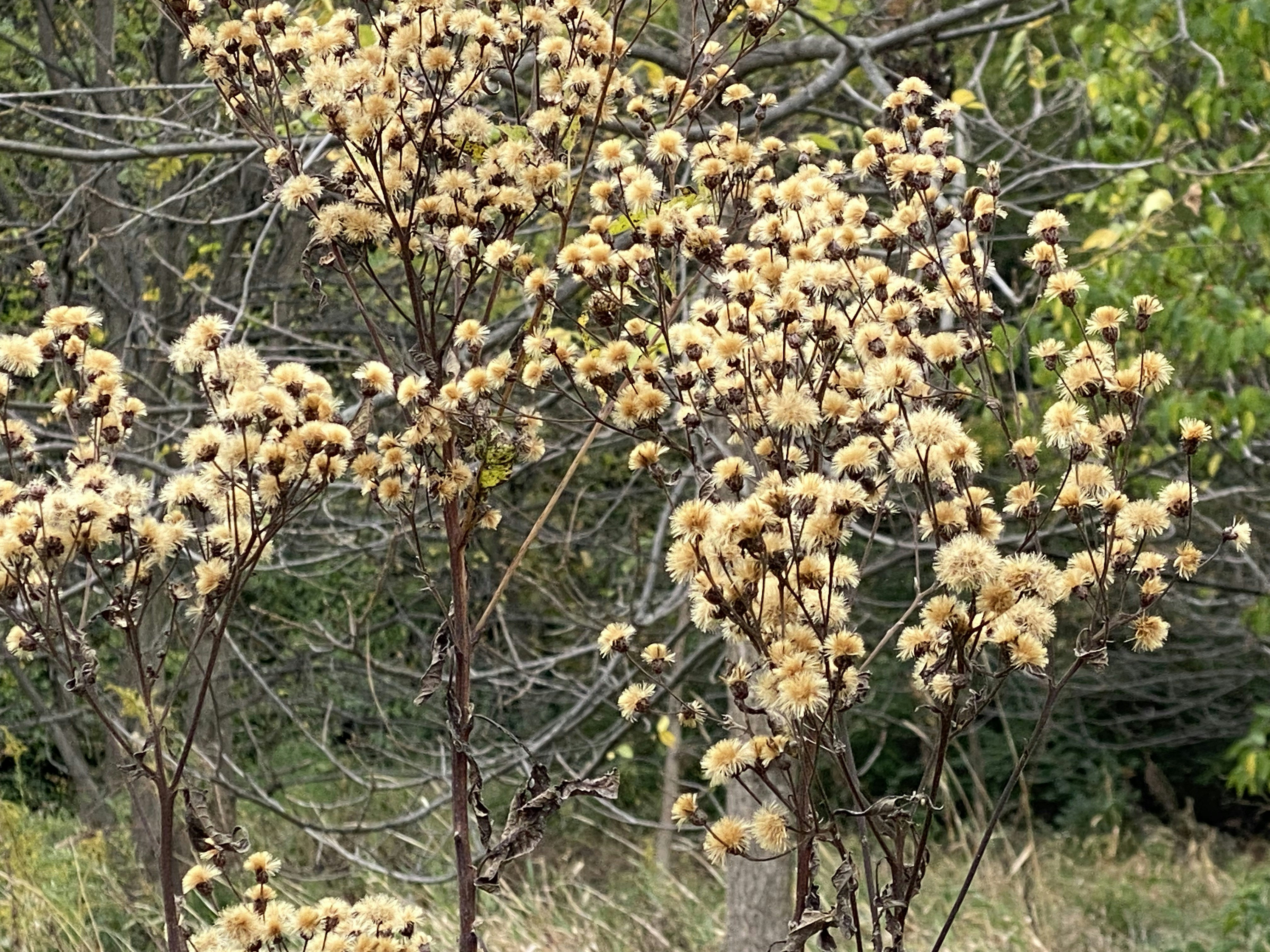 a tree with lots of brown flowers in a field