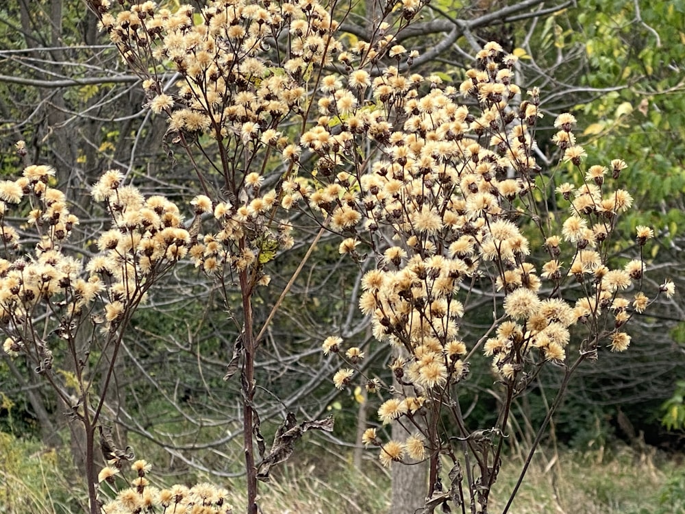 a tree with lots of brown flowers in a field