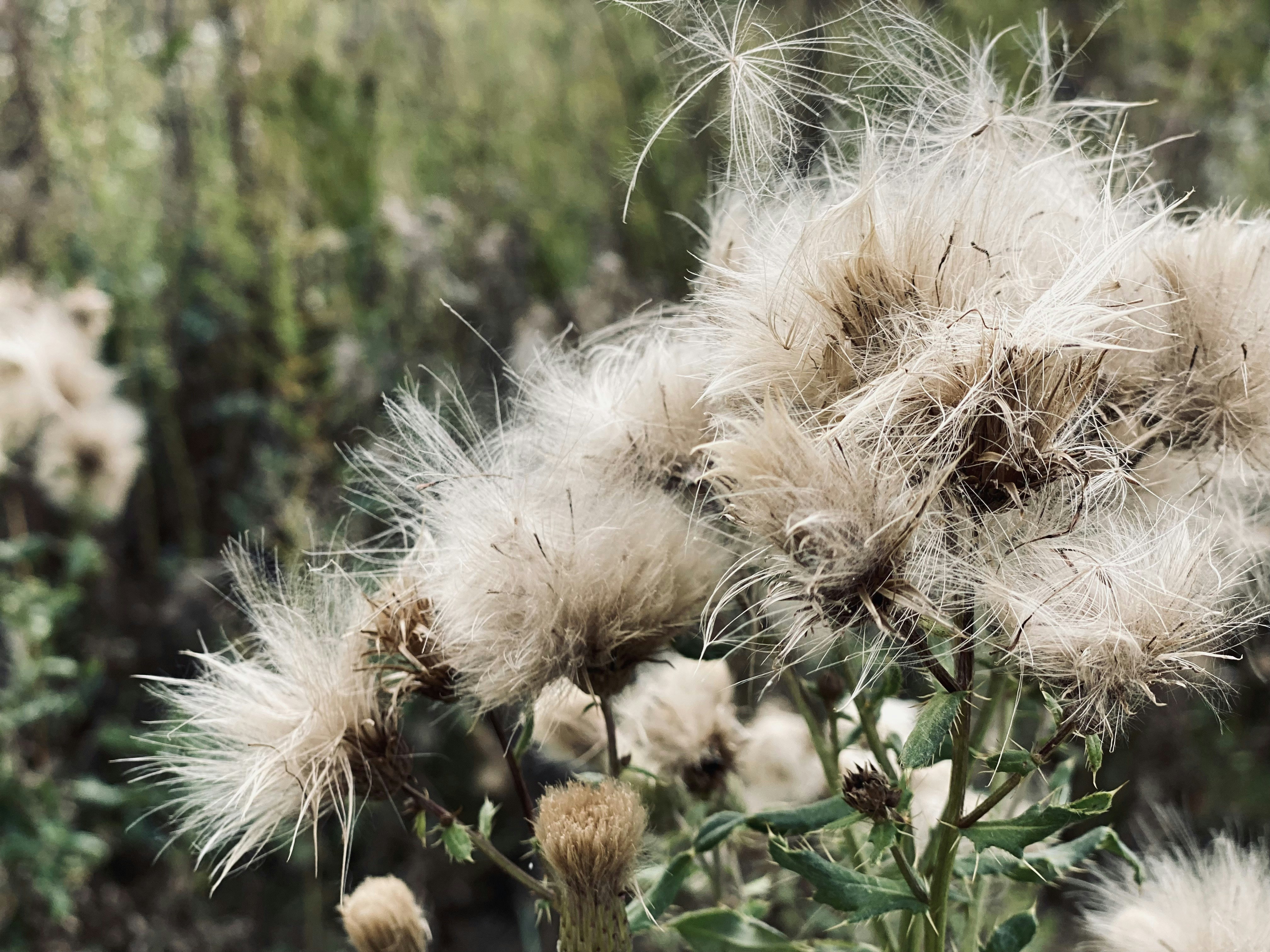 a close up of a plant with lots of white flowers
