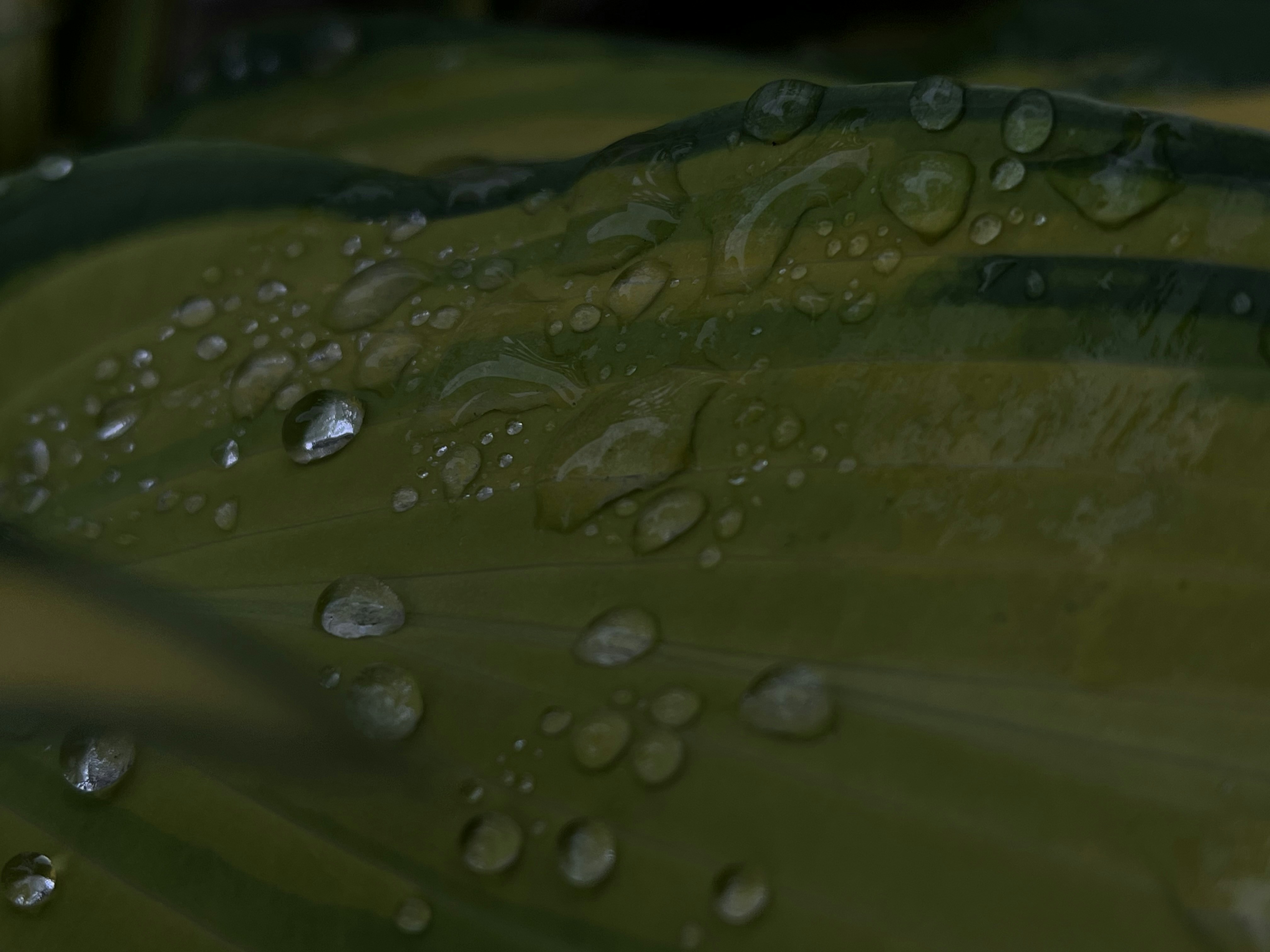 un primer plano de gotas de agua en una hoja verde