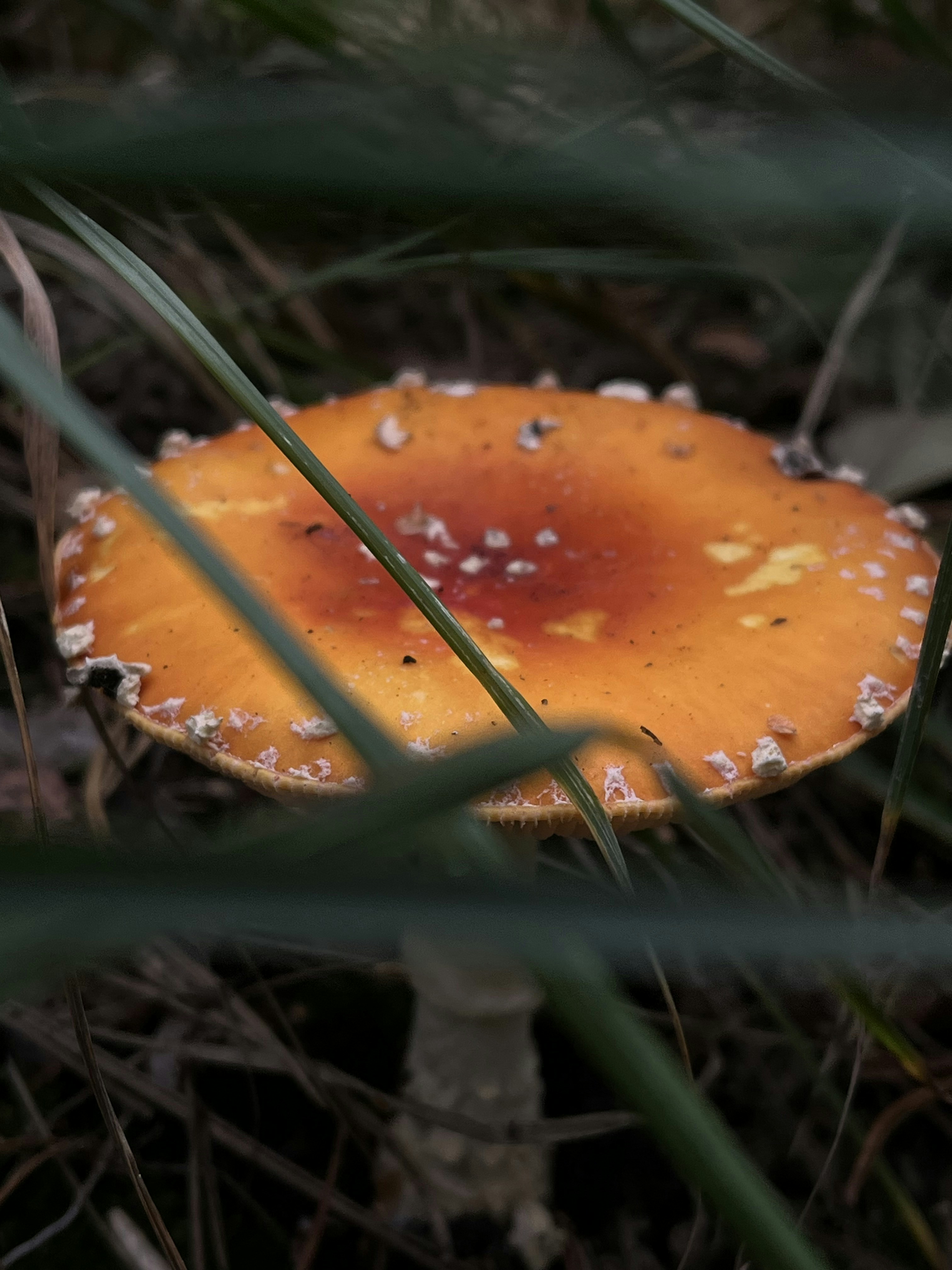 a close up of a mushroom in the grass