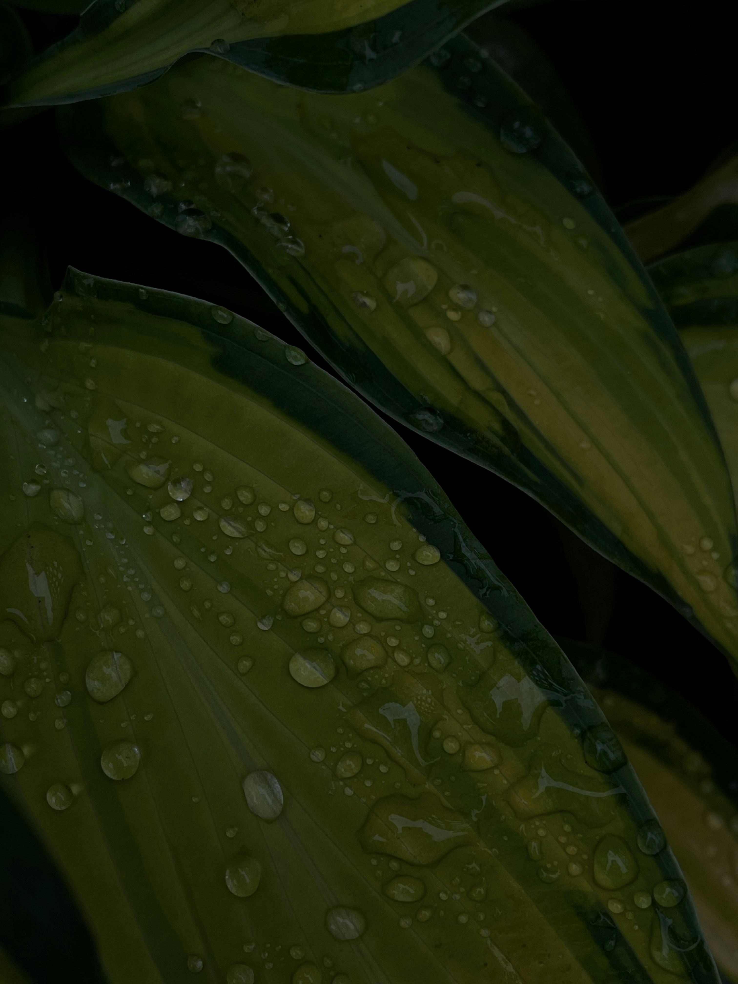 Photo by anasteyshadokienko