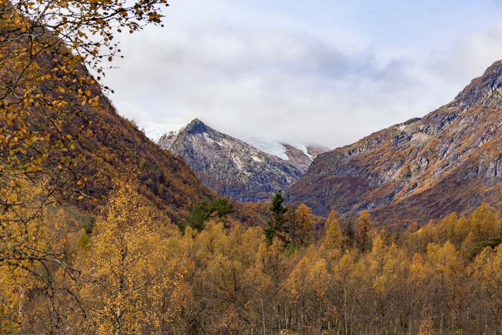 a view of a mountain range with trees in the foreground