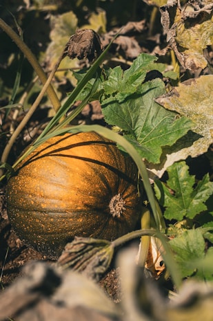 a pumpkin is laying on the ground among leaves