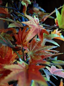 A close-up of vibrant autumn leaves with deep reds and oranges, emphasizing texture and color depth.