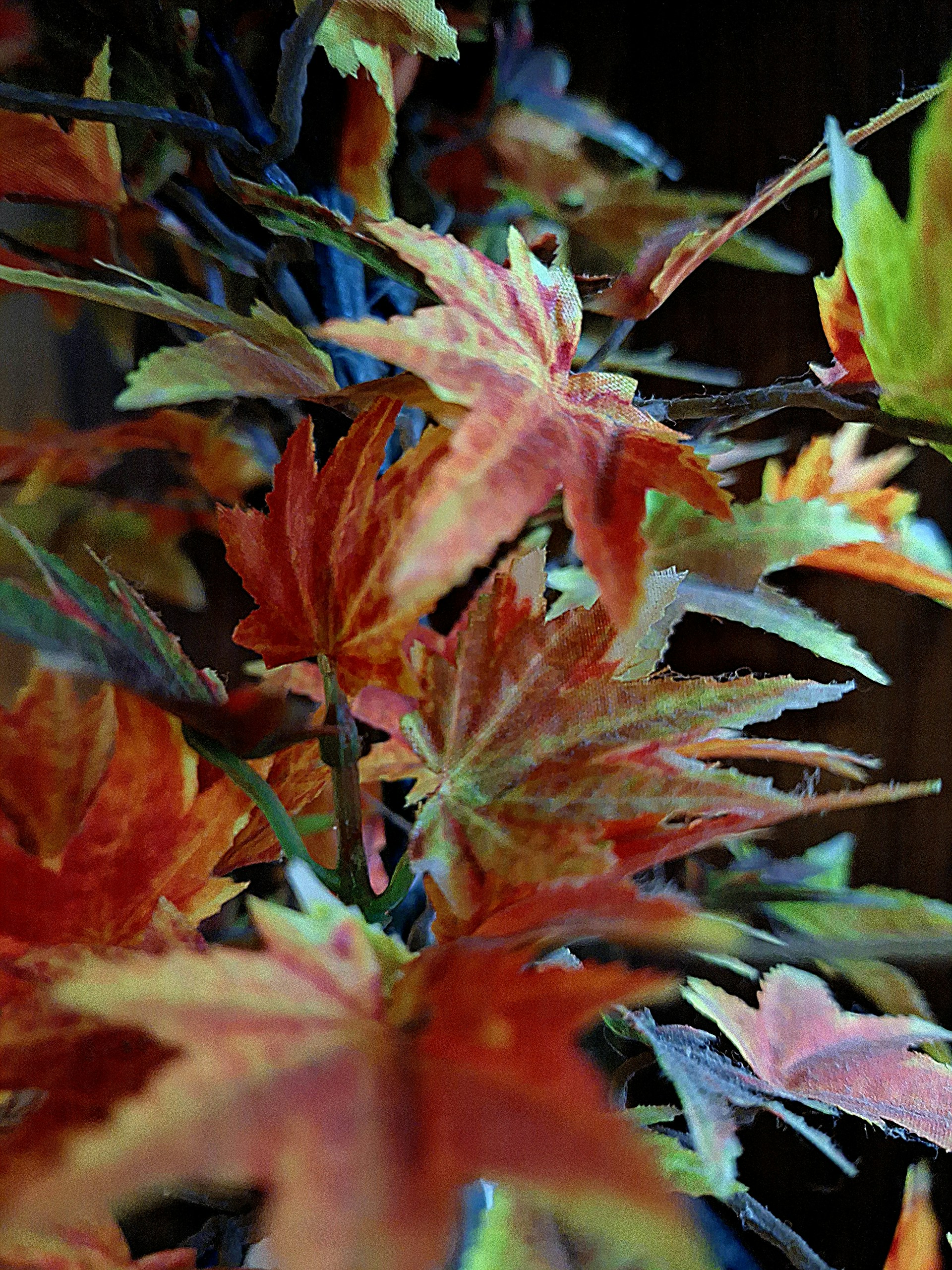 A close-up shot of vibrant autumn leaves, their veins and colors sharply detailed against a soft blurred background.
