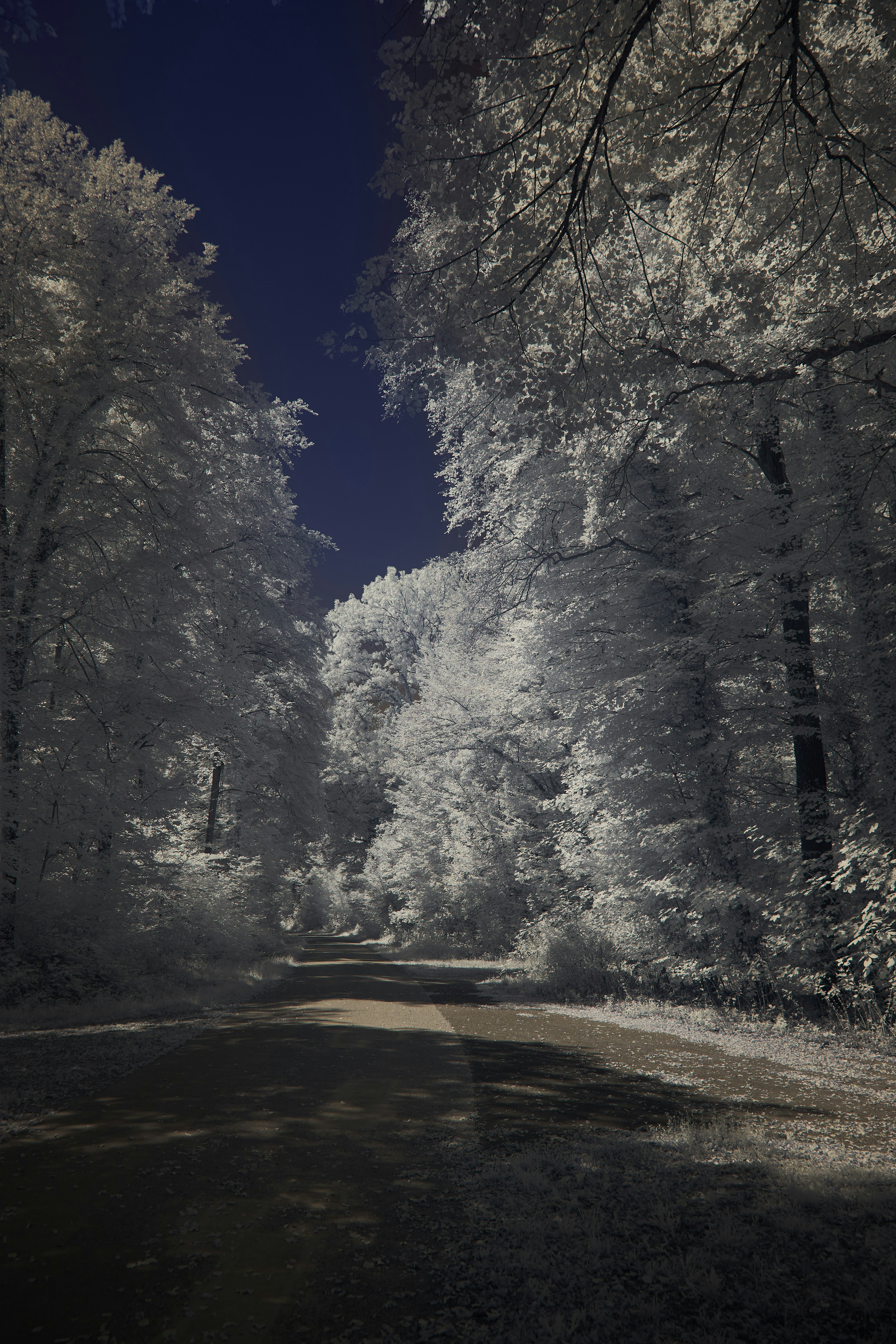 Photo by wolfgang_hasselmann