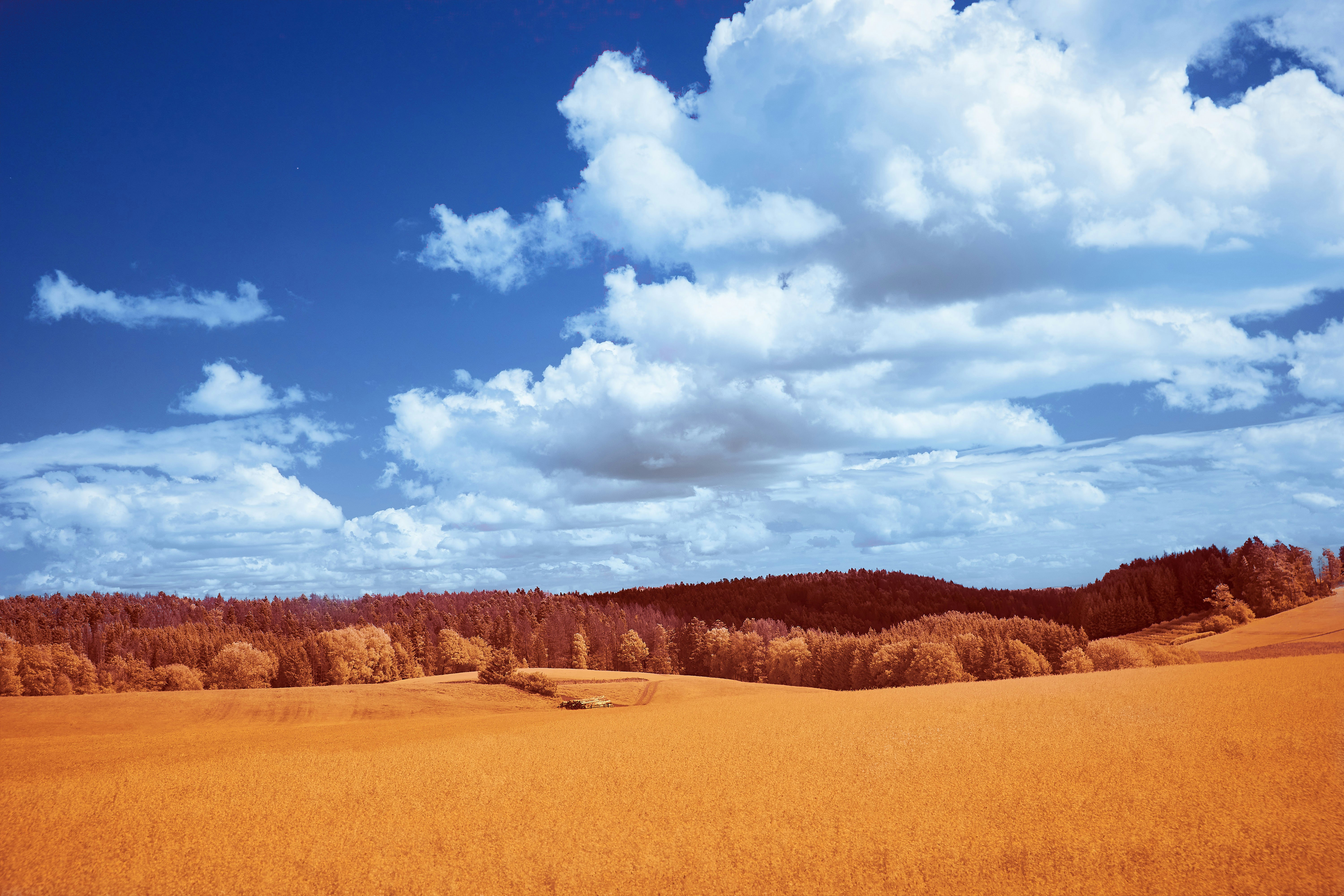 Photo by wolfgang_hasselmann