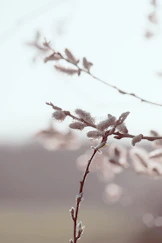 a close up of a tree branch with flowers