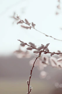 a close up of a tree branch with flowers