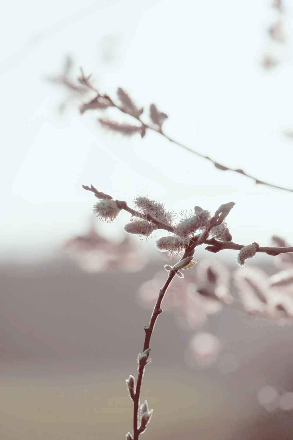 a close up of a tree branch with flowers