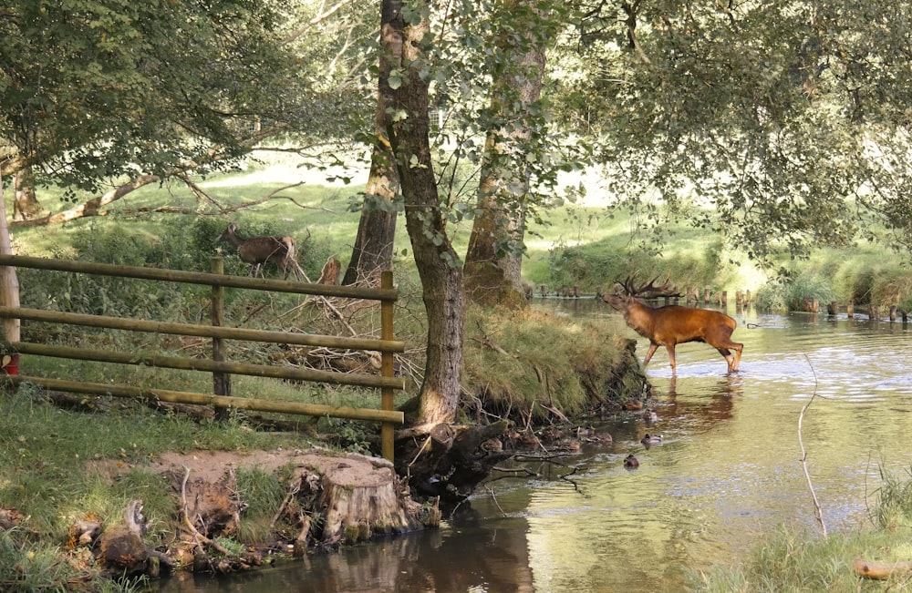 a deer drinking water from a stream in a wooded area