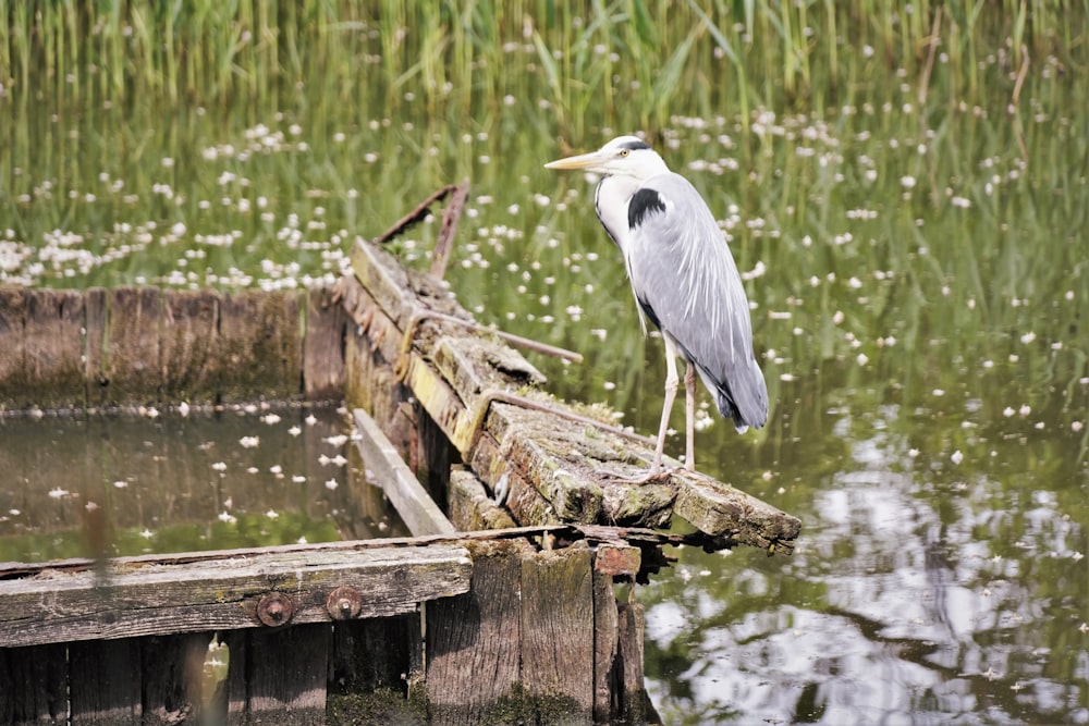 a bird is standing on a wooden plank in the water