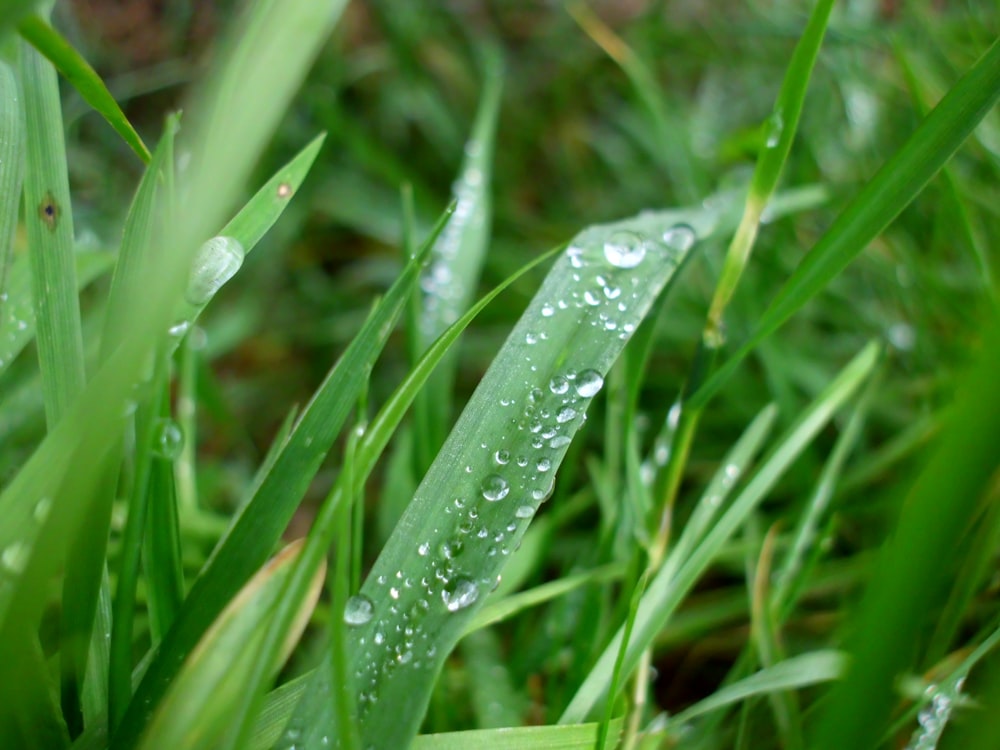 a close up of grass with water droplets on it