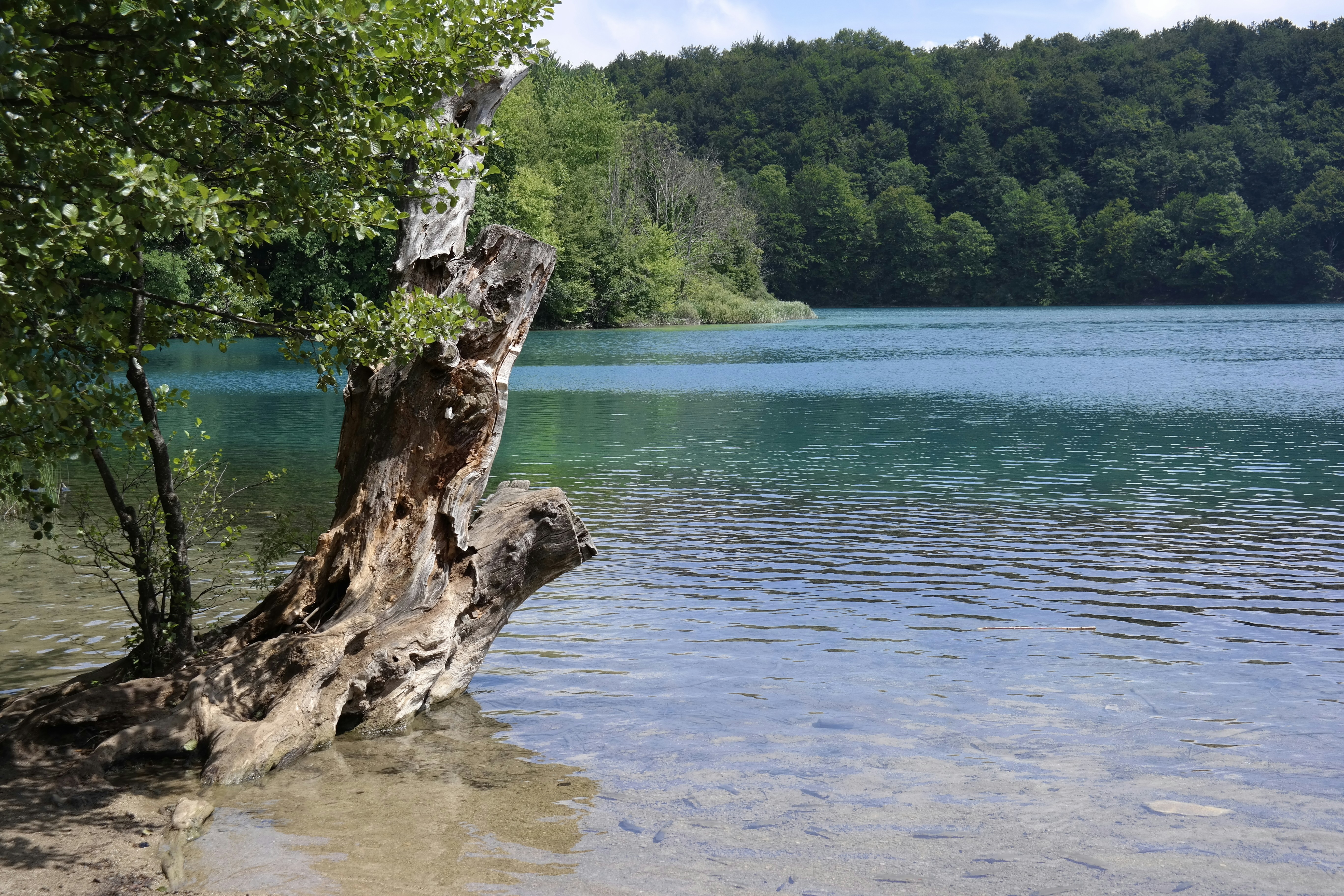 a tree stump sticking out of the water, 