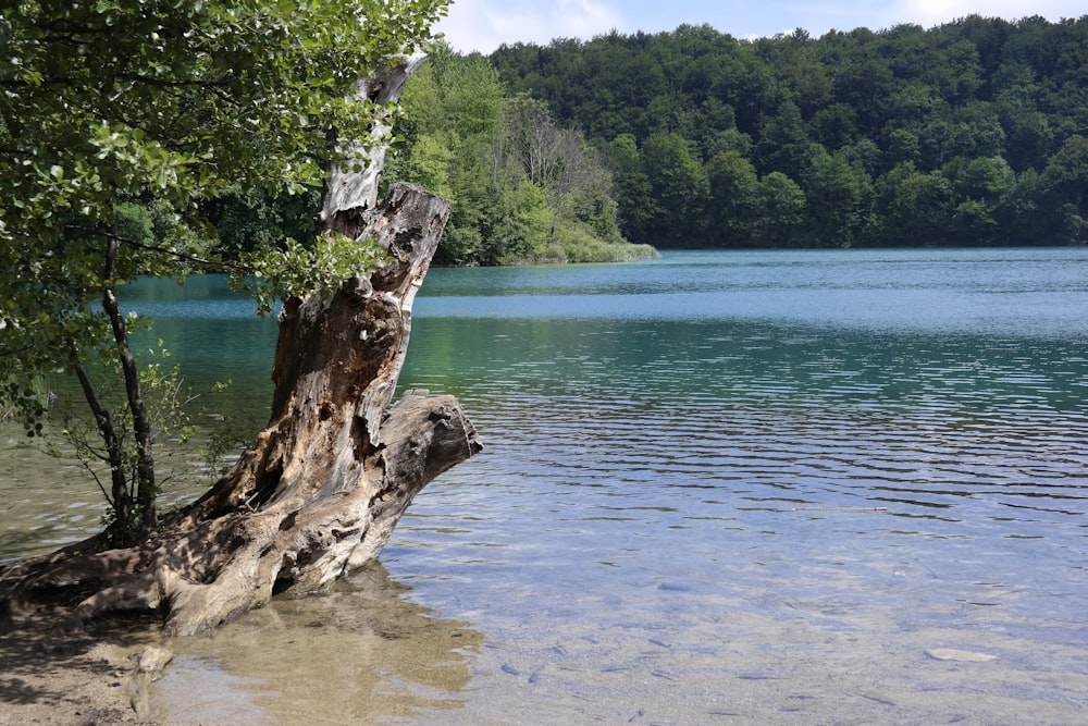 a tree stump sticking out of the water