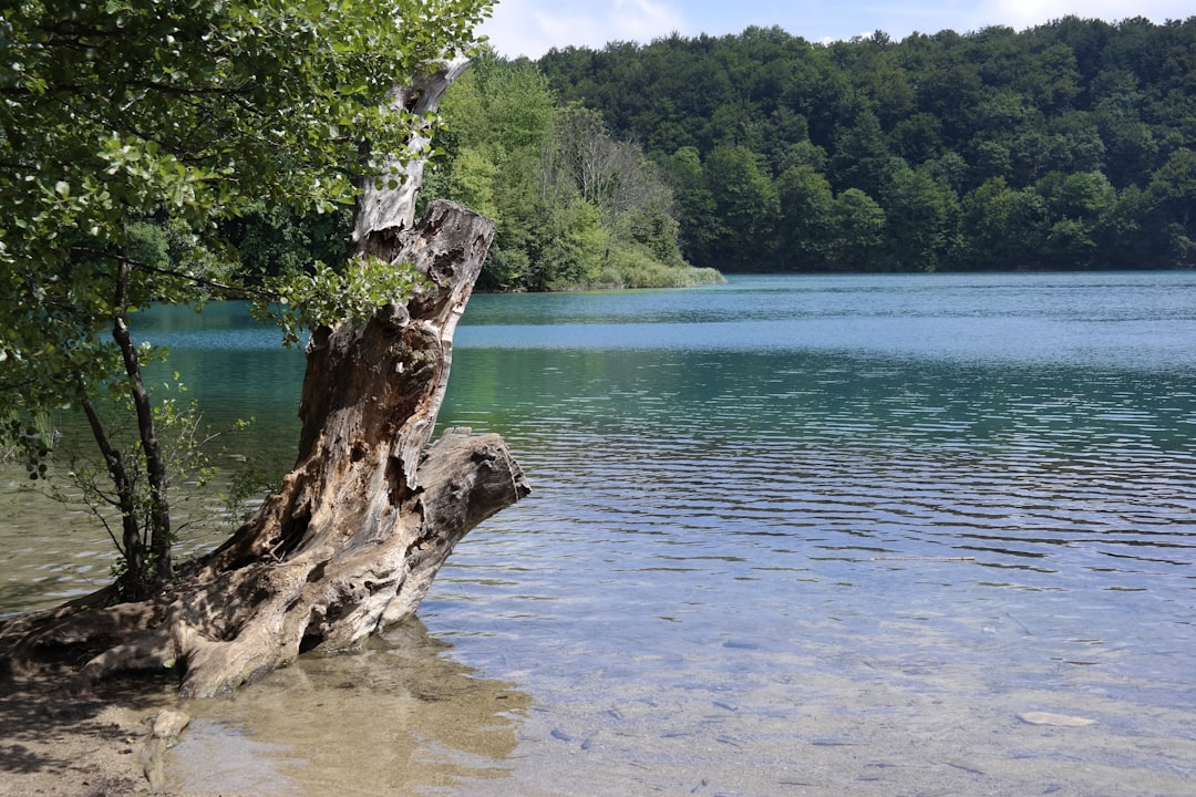 a tree stump sticking out of the water,