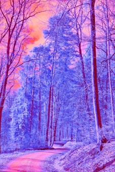 A surreal forest scene with tall, bare trees having a blue tint, extending towards a sky that glows with vivid pink and orange hues. The winding path through the forest reflects a mix of these psychedelic colors, creating an otherworldly atmosphere.