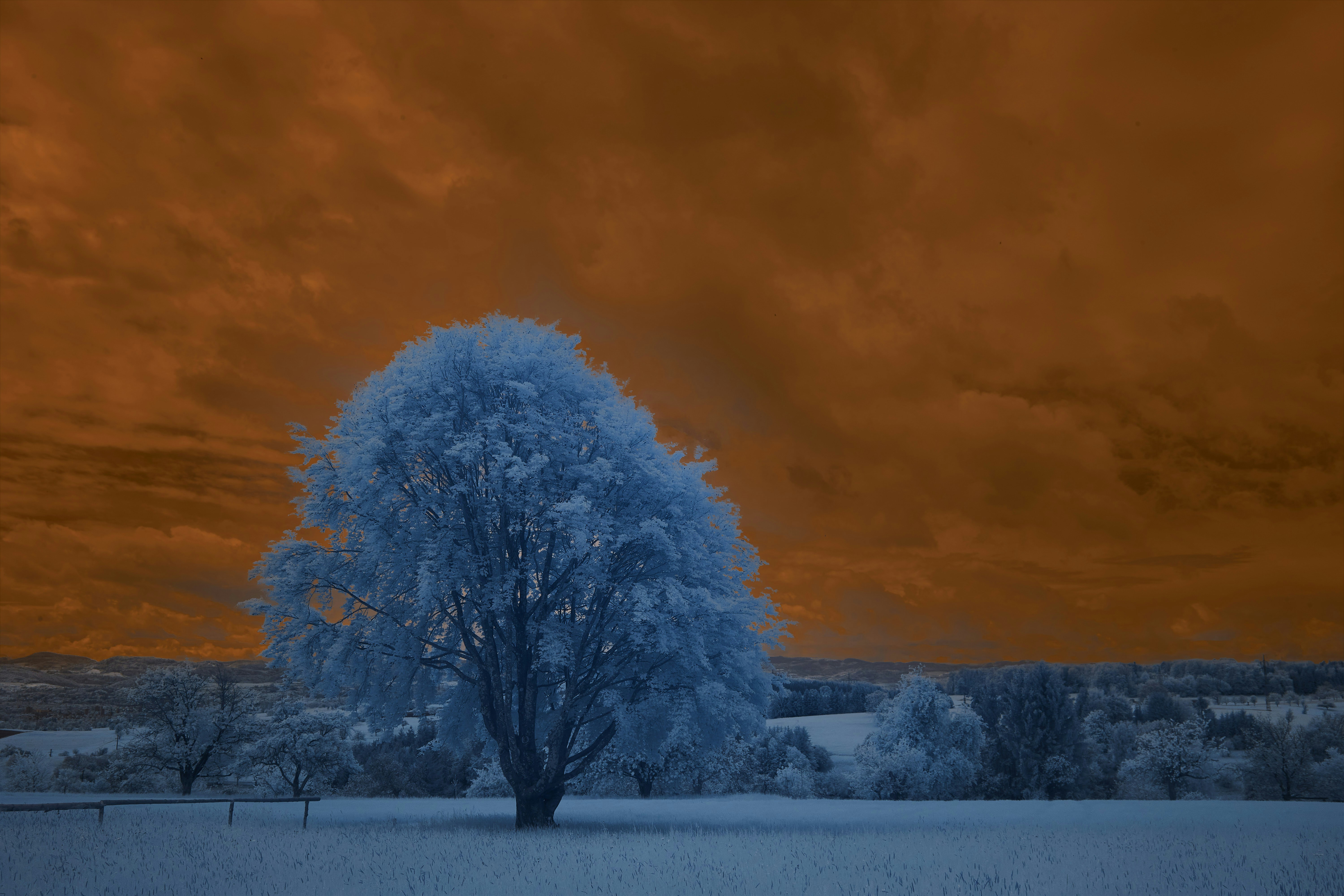 Photo by wolfgang_hasselmann