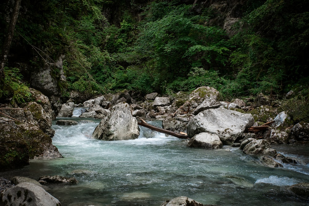 a river running through a lush green forest