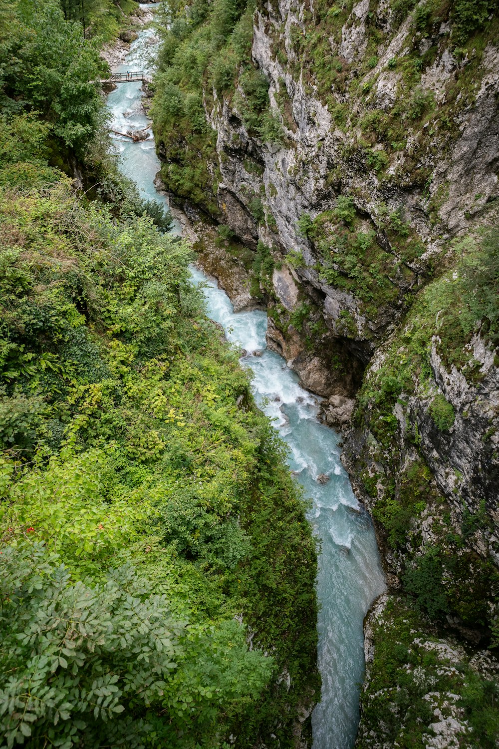 a river running through a lush green forest