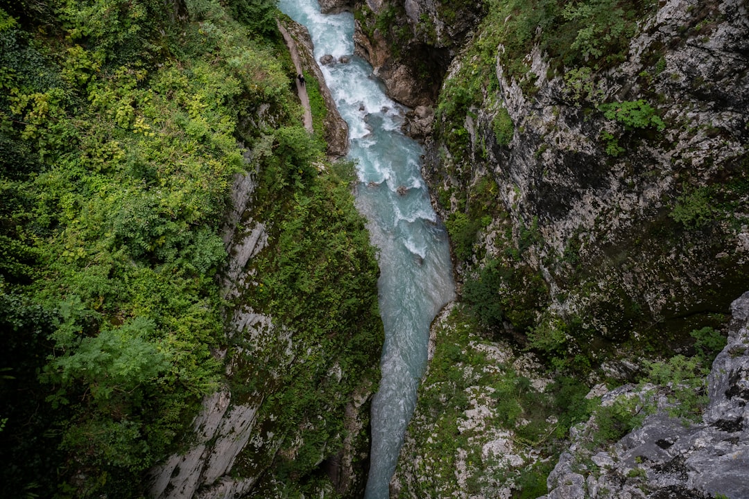 a river flowing through a lush green forest,