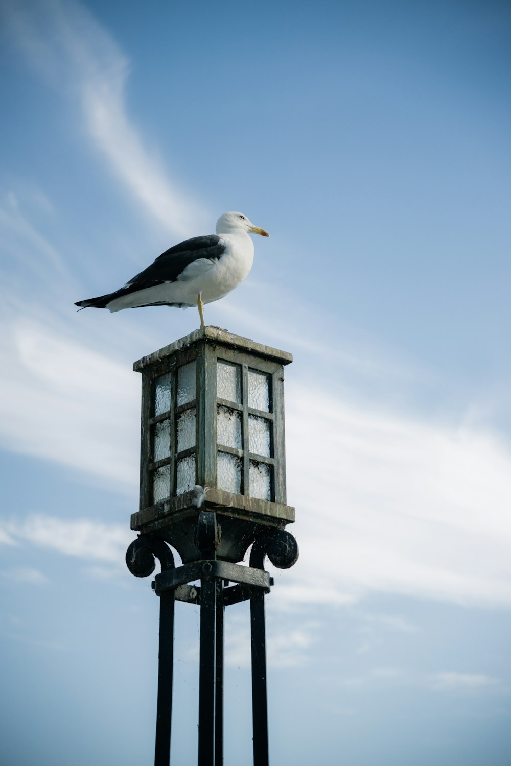 a seagull sitting on top of a light pole