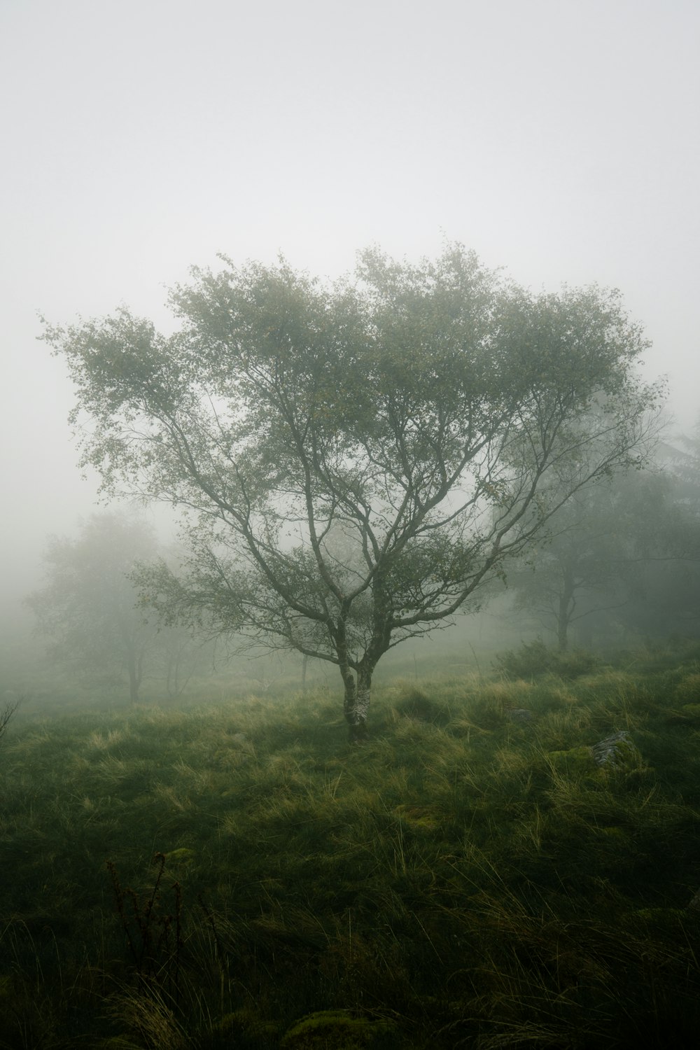 a lone tree in a foggy field