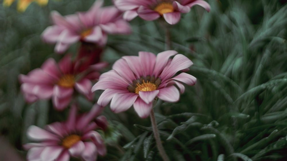 a close up of a bunch of pink flowers