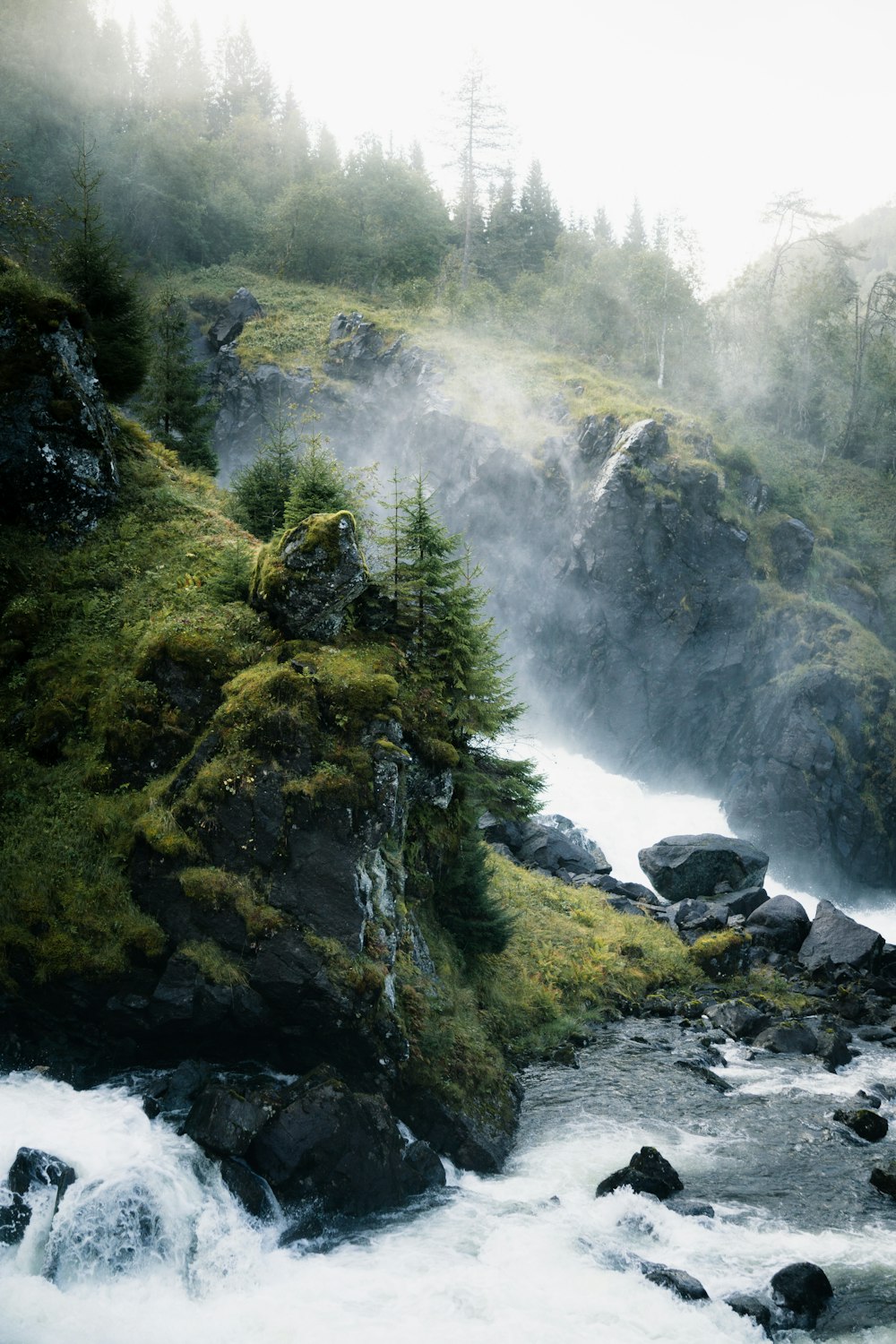 a river flowing through a lush green forest