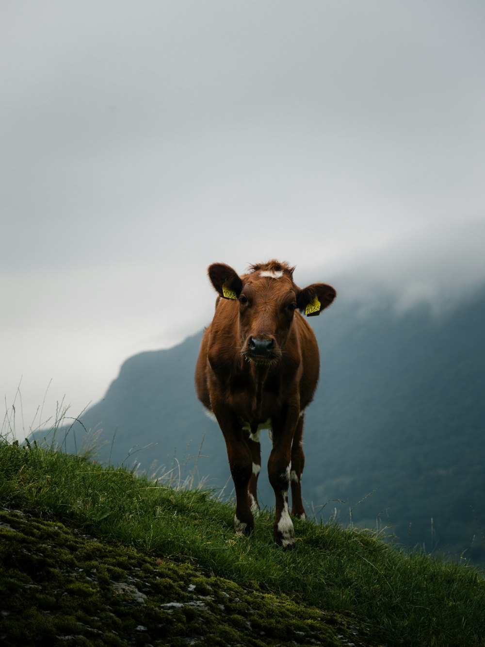 a brown cow standing on top of a lush green hillside