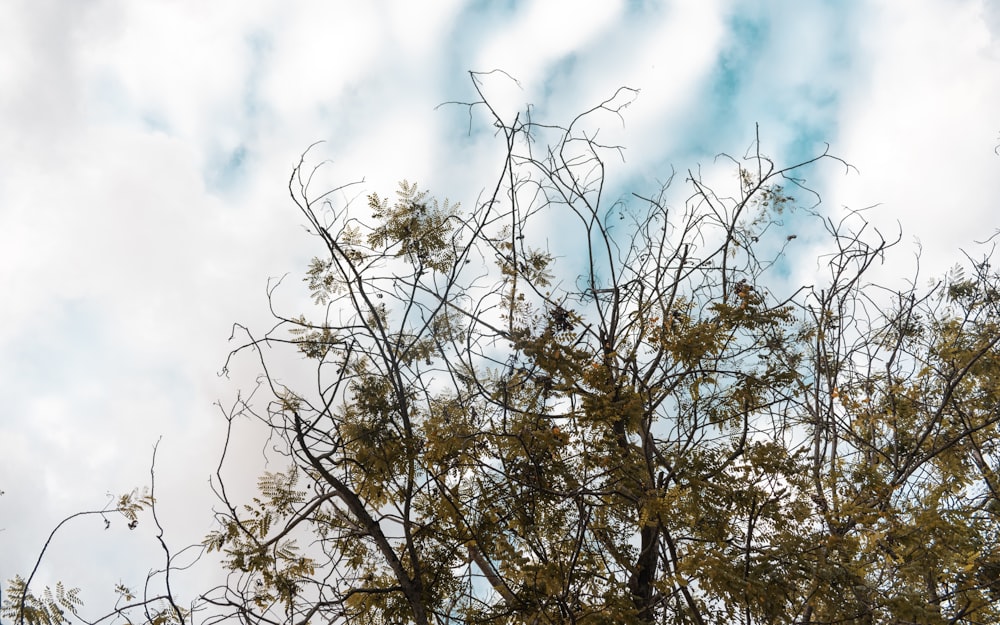 the branches of a tree against a cloudy sky