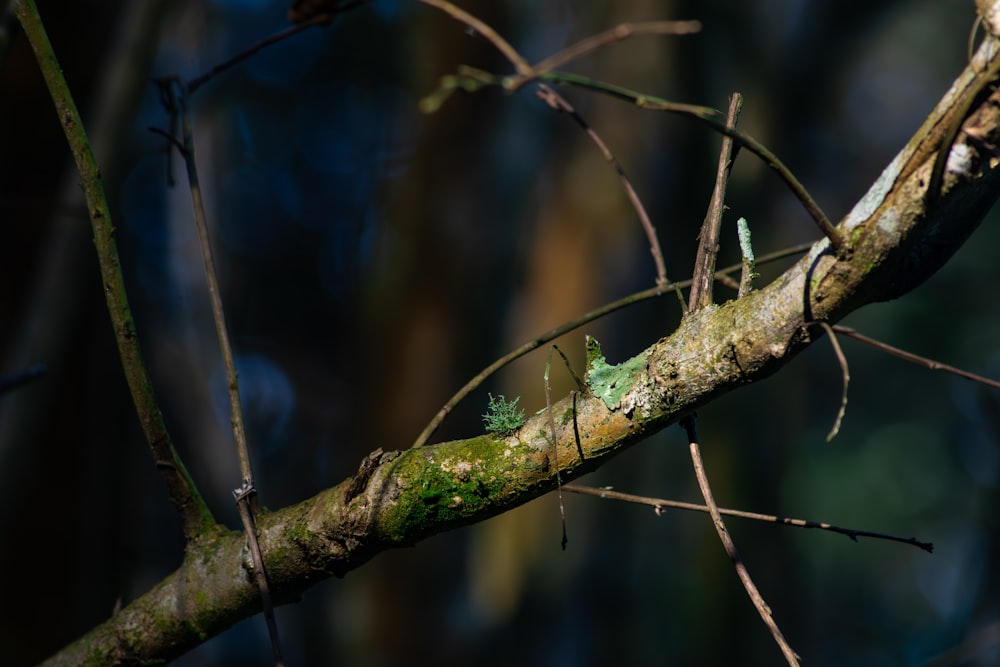 a branch with a green leaf on it