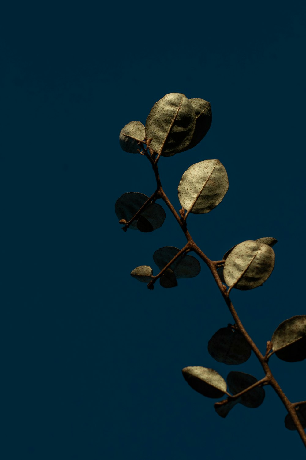a branch with leaves against a dark blue sky