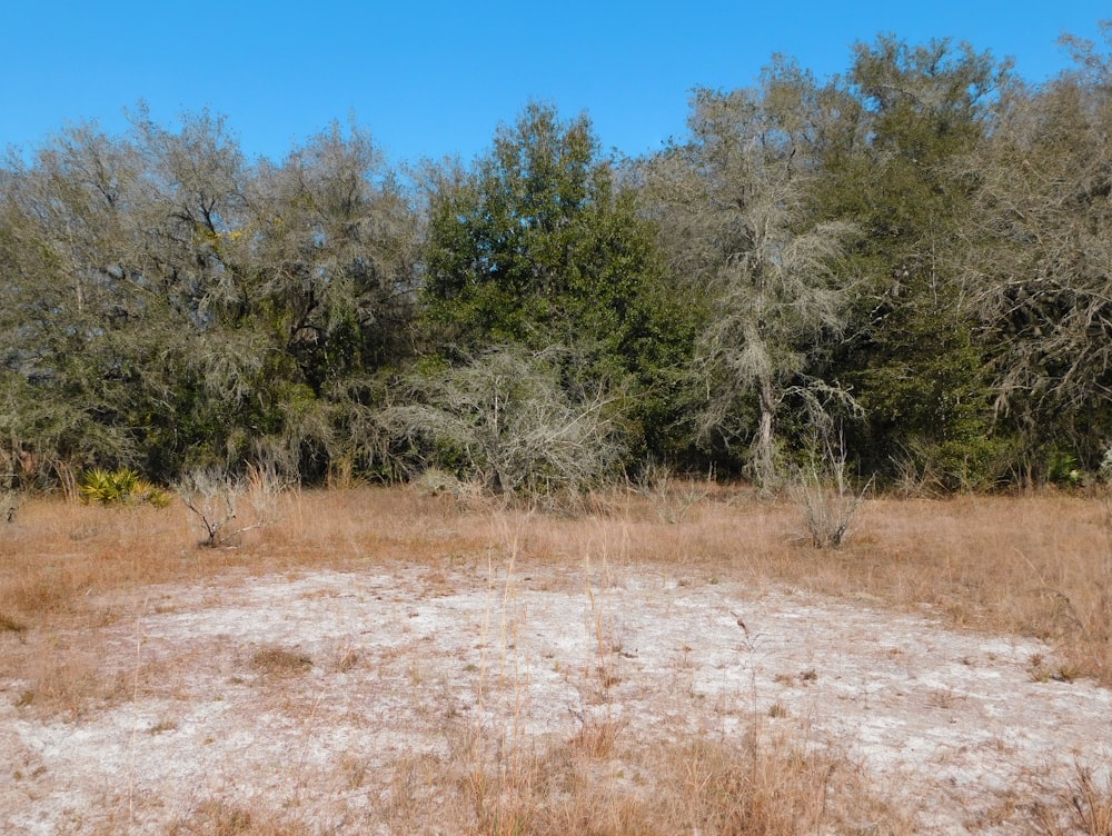 ein unbefestigtes Feld mit Bäumen im Hintergrund