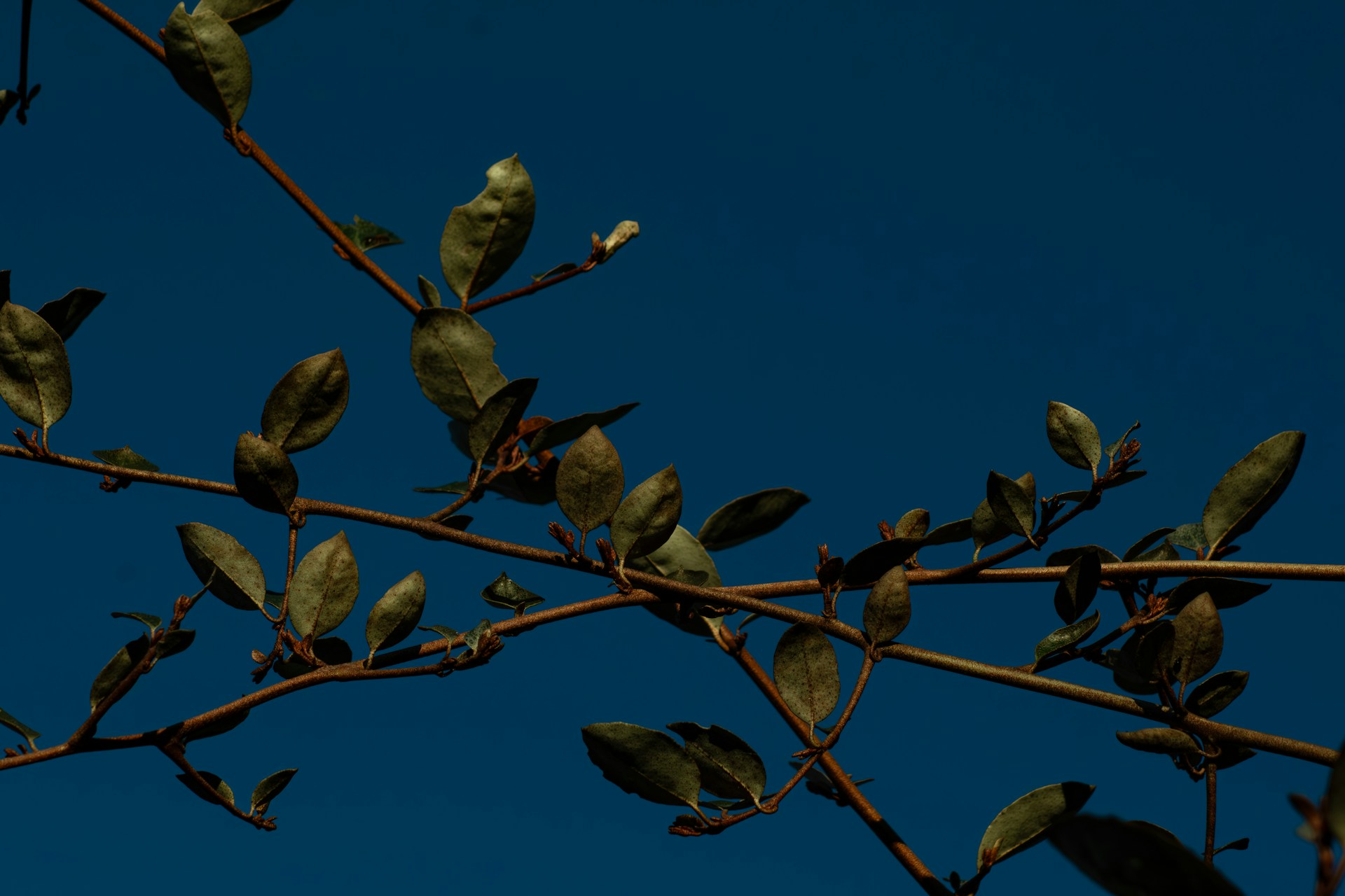 a tree branch with leaves against a blue sky