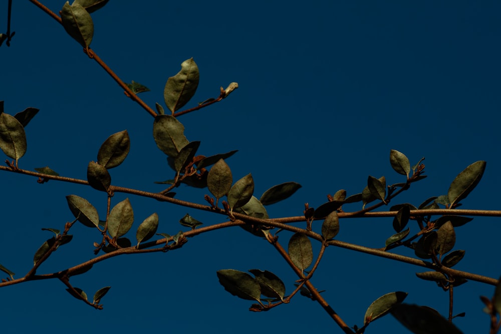 a tree branch with leaves against a blue sky