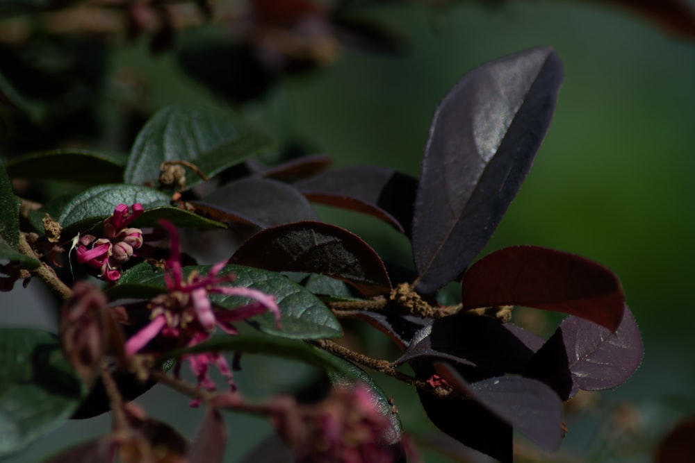 a close up of a flower on a tree