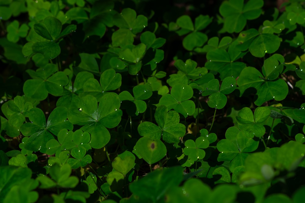 a bunch of green leaves that are in the grass